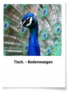 Tisch. - Bodenwaagen