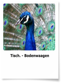 Tisch. - Bodenwaagen