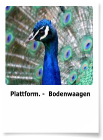 Plattform. -  Bodenwaagen